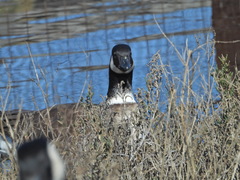 Branta hutchinsii leucopareia