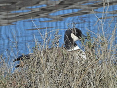 Branta hutchinsii leucopareia