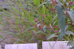 Ludwigia erecta