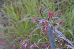 Ludwigia erecta