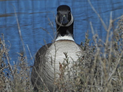 Branta hutchinsii leucopareia