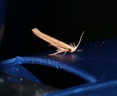 Pyroderces