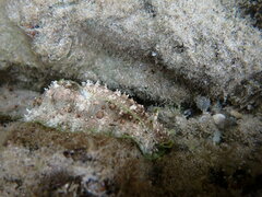 Dolabrifera brazieri