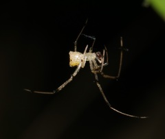 Thwaitesia margaritifera