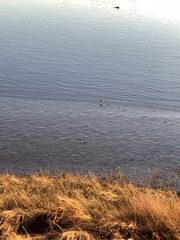 Charadrius vociferus