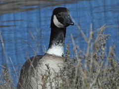 Branta hutchinsii leucopareia