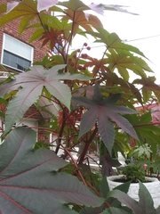 Ricinus