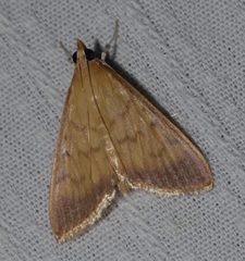 Crypsiptya coclesalis