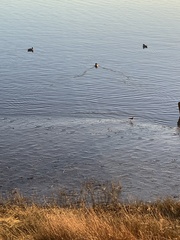 Charadrius vociferus