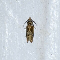 Eumarozia malachitana