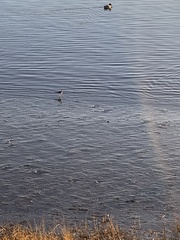 Charadrius vociferus