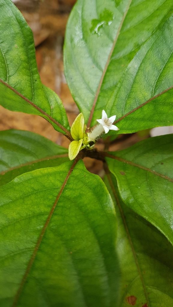 Sabicea aspera