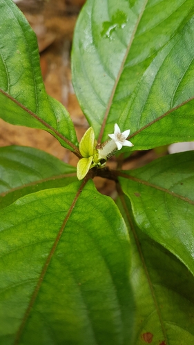 Sabicea aspera