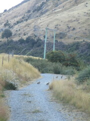 Oryctolagus cuniculus cuniculus