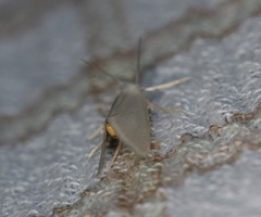 Scirpophaga