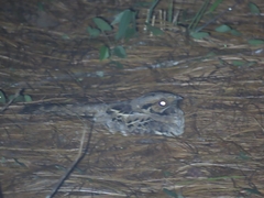 Caprimulgidae