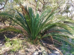 Macrozamia