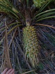 Macrozamia