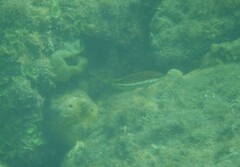 Pseudolabrus biserialis