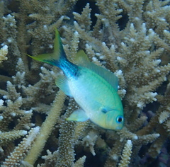 Chromis atripectoralis