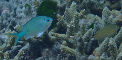 Chromis atripectoralis