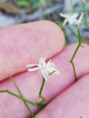 Corynotheca micrantha