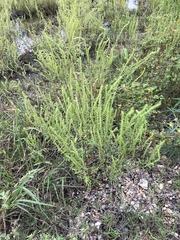 Iva asperifolia, photograph Sam Kieschnick, CC BY, iNaturalist via GBIF