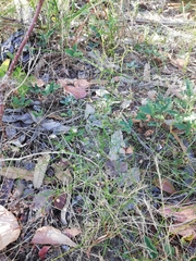 Corynotheca micrantha
