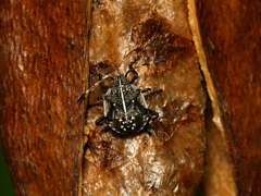 Oncocoris geniculatus