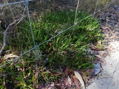Scaevola repens