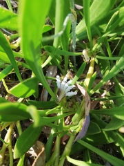 Scaevola repens