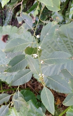 Deeringia polysperma