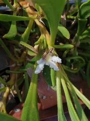 Scaevola repens