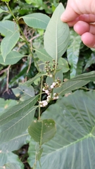 Deeringia polysperma