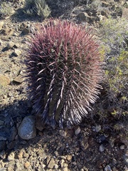 Ferocactus gracilis