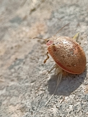 Paropsis charybdis