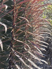 Ferocactus gracilis