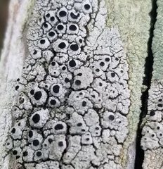 Pseudothelomma occidentale