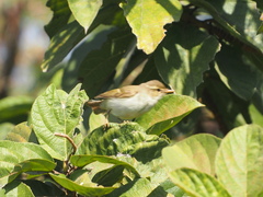 Phylloscopus plumbeitarsus