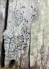 Pseudothelomma occidentale