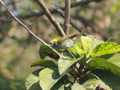 Phylloscopus plumbeitarsus