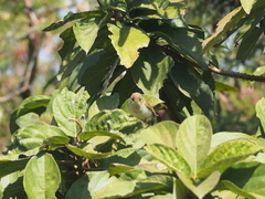 Phylloscopus plumbeitarsus