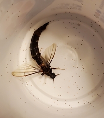Atractocerus brasiliensis
