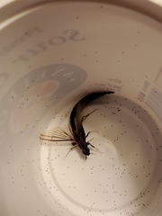 Atractocerus brasiliensis