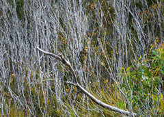 Platycercus caledonicus