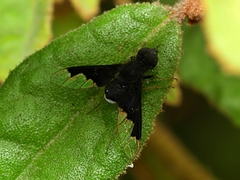 Anthrax dolabratus