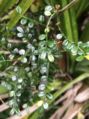 Zanthoxylum beecheyanum