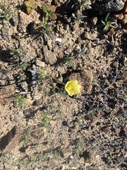 Zephyranthes longifolia
