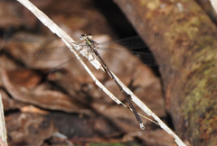 Episynlestes albicaudus