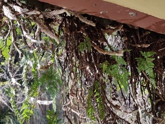 Davallia griffithiana